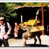 Percorso della vendemmia